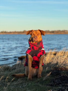 grumpy dog looking into the camera on the beach 