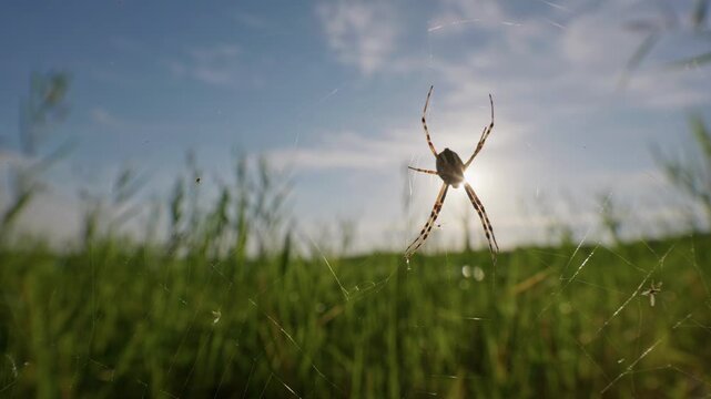 Backlit spider waits on a delicate silk web against bright sunlight in a grassy meadow. Cinematic cutaway with natural lighting and generous copy space for text overlays.