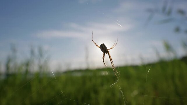 A spider hangs motionless on its silk web against a bright sunny sky and meadow. Cinematic cutaway with natural lighting and generous copy space for text overlays.