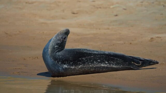 Harbor seal on the beach stretching