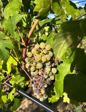 Weintrauben