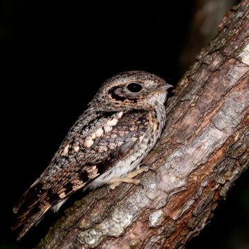 Small owl perched on a tree trunk in a dark forest  