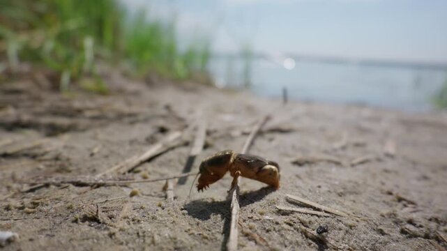 Mole cricket crawls slowly across sandy ground near grass along a riverbank in daylight. Authentic visual asset illustrating biodiversity and natural riparian ecosystems.