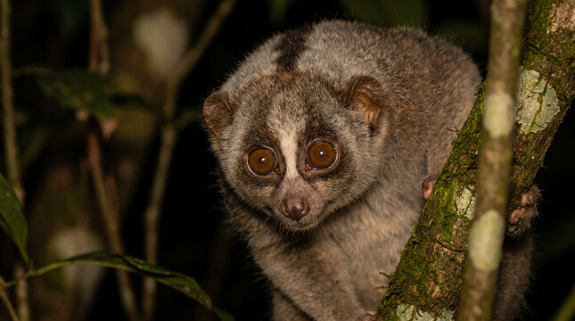 Close Portrait of Slow Loris in tropical rainforest