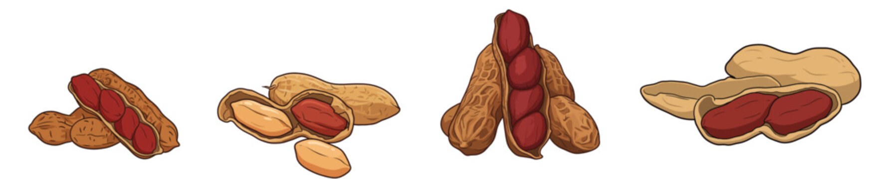 Fresh Peanuts Set Whole Shelled Groundnuts with Red Skin Kernels Organic Nut Collection Culinary Vector Illustration Isolated on White Background