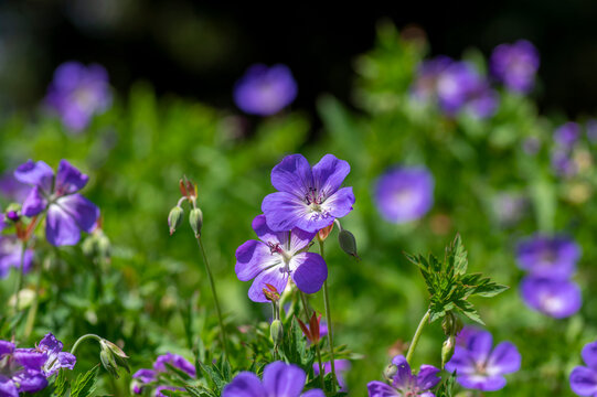 Cranesbills group of flowers in bloom, Geranium Rozanne beautiful flowering blue purple white park plant