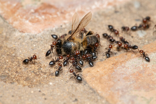 Acrobat ants (Crematogaster scutellaris) dismembering a dead bee in La Vallesa Natural Park, Paterna, Valencia, Spain