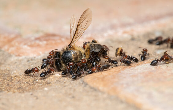 Acrobat ants (Crematogaster scutellaris) dismembering a dead bee in La Vallesa Natural Park, Paterna, Valencia, Spain