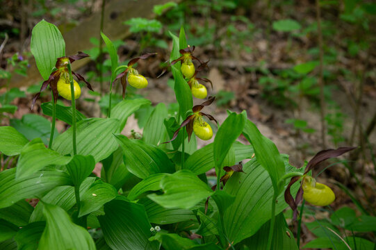 Rare ladys slipper orchid Cypripedium calceolus flowers clump in forest habitat