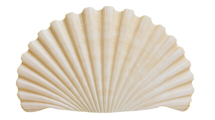 Isolated elegant natural scallop seashell with beautiful ribbed texture and soft subtle shadows. © Vincent