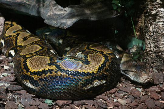 Iridescent Reticulated Python Coiled on Bark Mulch