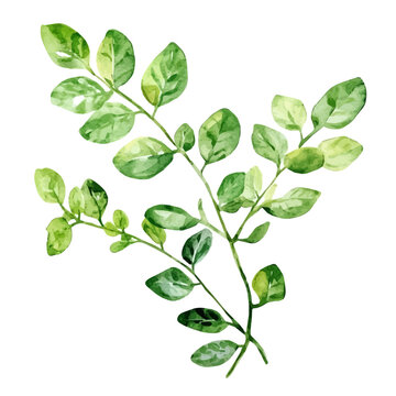 watercolor of Moringa illustration, isolated on a white background.