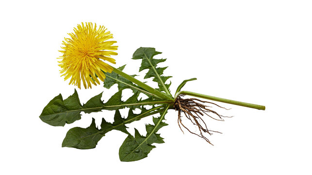 Isolated blooming dandelion plant showing yellow flower, deeply lobed green leaves, and roots.