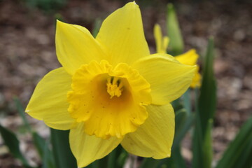 Fototapeta premium Close up shot of a yellow daffodil flower in the spring with blurred background