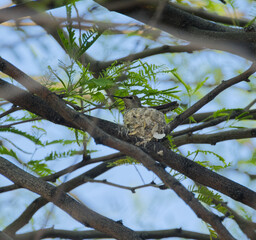 Fototapeta premium Hummingbird resting on a small camouflaged nest nestled among tree branches and green foliage, showing natural nesting behavior in an outdoor environment.