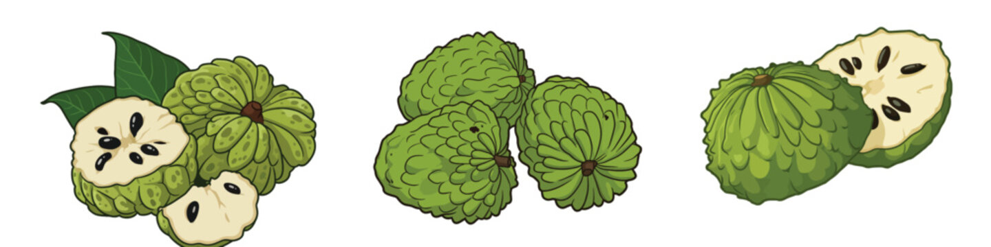 Fresh Sugar Apple Set Exotic Custard Apple Halves with Black Seeds Cherimoya Sweetsop Collection Vector Illustration Isolated on White Background