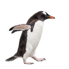 Fototapeta premium Penguin standing isolated side view