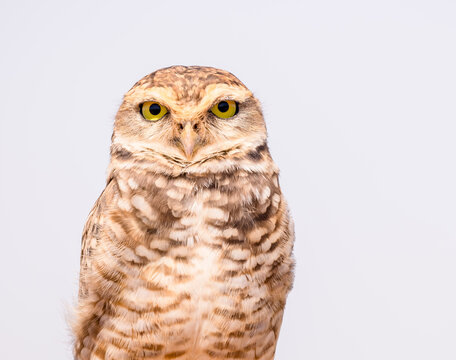 little owl portrait