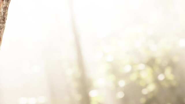 Soft sunlight dances through the trees, creating a magical mist in a serene forest setting. Natures beauty envelops everything in a gentle glow, inviting peace and reflection.