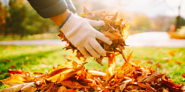 Volunteer wearing gloves collects fallen leaves in yard in autumn. Person rakes bright leaves into pile in a park at sunset. Concepts: cleanup, volunteering, environment.