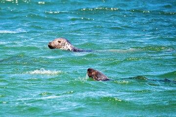 Fototapeta premium Grey seals (Halichoerus grypus) swimming in the water near Helgoland Dune, North Sea, Germany - July 2026