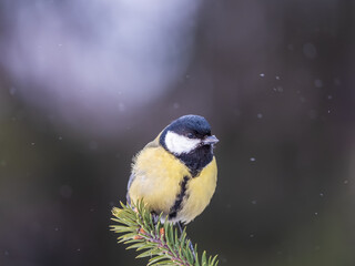 Cute bird Great tit, songbird sitting on the fir branch © Dmitrii Potashkin