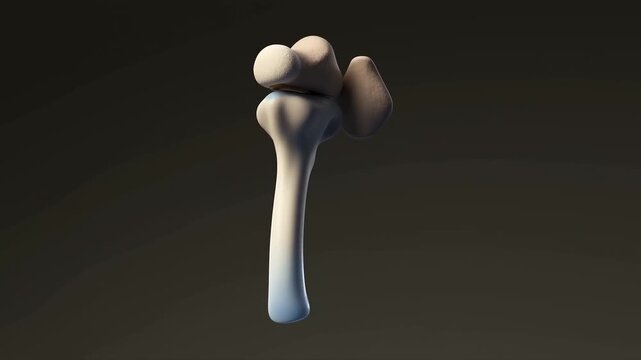 Slow tracking shot of femur bone anatomy model rotating and turning against dark isolated studio background for medical educational study