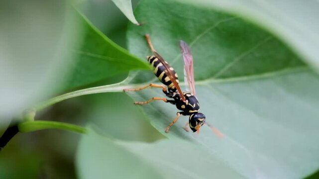 Wasp Walking Across Green Leaf Insect Video