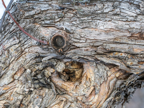 The texture of the bark of an old apple tree