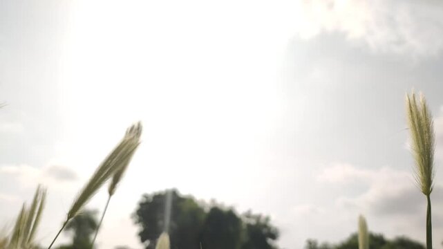 Flowering wild foxtail barley grass (Hordeum or Setaria species) featuring slender, feathery green spikelets and prominent awns, close up slow motion footage