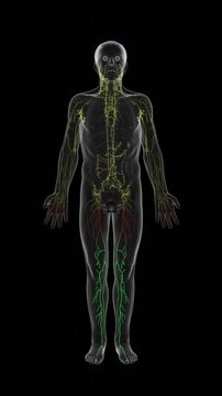 3D medical visualization of the human lymphatic system showing an extensive network of lymphatic vessels and lymph nodes distributed throughout the body against a dark background in UHD