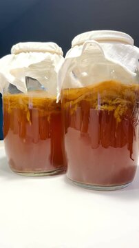 Kombucha Fermenting in Glass Jars Vertical Video