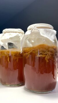 Kombucha Fermenting in Glass Jars Vertical Video