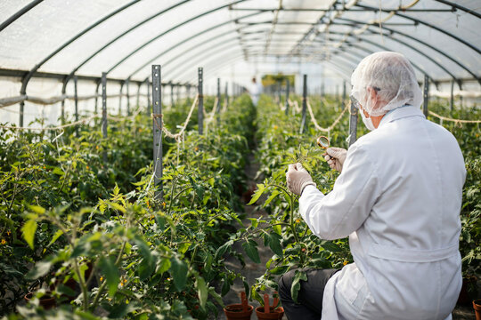 Plant scientist in protective clothing inspecting tomato leaves with a magnifier in a greenhouse