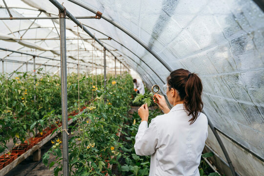 Female researcher examining a tomato plant leaf through a magnifying glass inside a polytunnel