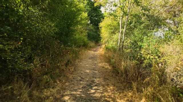 Monks Wood, Cambridgeshire, England, UK - August 24 2026: POV Gimbal Stabilized forward motion walking sequence - Walking on a forest path, sun shining through high bushes and trees