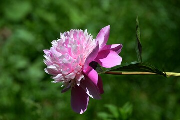 large pink peony flower © oljasimovic
