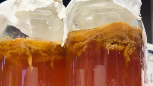 Kombucha SCOBY Close-Up Detail Video