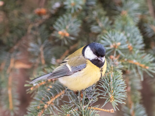 Cute bird Great tit, songbird sitting on the fir branch © Dmitrii Potashkin
