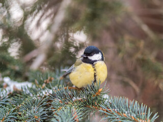 Cute bird Great tit, songbird sitting on the fir branch with snow in winter © Dmitrii Potashkin