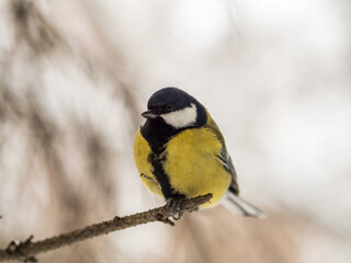 Cute bird Great tit, songbird sitting on a branch without leaves in the autumn or winter. © Dmitrii Potashkin