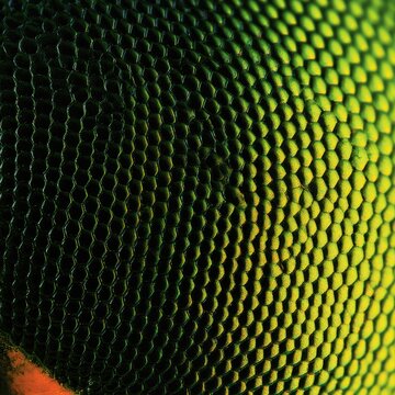 Extreme macro of a vibrant, iridescent insect compound eye