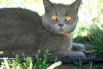 Portrait of cute grey cat © olena