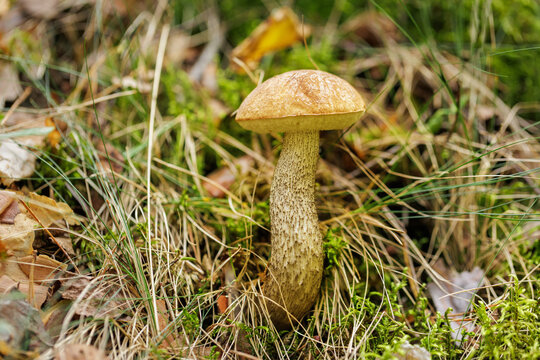 birch mushroom growing in a forest. Edible mushroom. Leccinum scabrum
