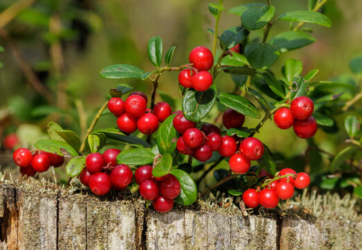 bush of fresh wild ripe cowberry growing in old stump in a forest