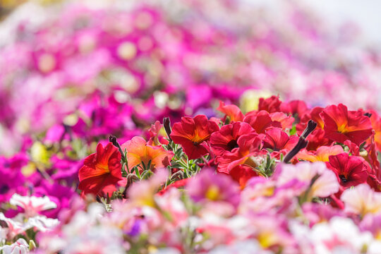 Mixed petunia flowers in a garden. Flower bed with colorful petunia flowers