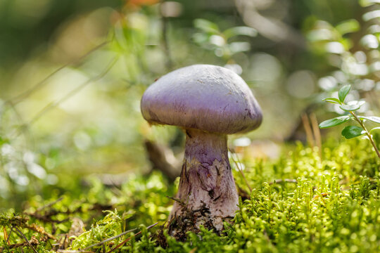 lilac mushroom growing in the moss, lepista nuda