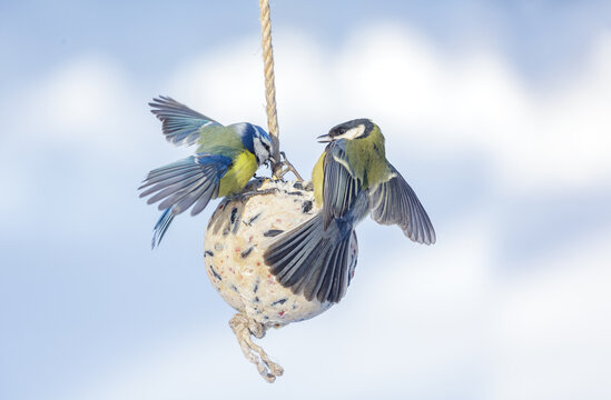 little birds feeding on bird feeder with suet fat ball. Great tit and blue tit. Winter period