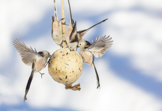 Flock of little birds feeding on bird feeder with suet fat ball. Long tailed tit. Aegithalos caudatus