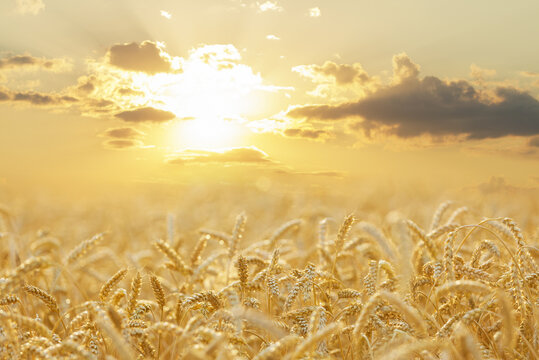 Close up of ripening wheat ears on sunset time. Wheat field on summer time